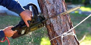 Best Lawn Pest Prevention  in Blue Mound, TX