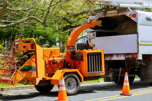 Professional Tree Services in Blue Mound, TX