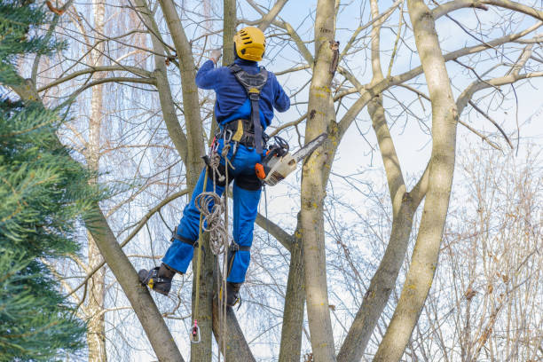 Best Emergency Tree Removal  in Blue Mound, TX
