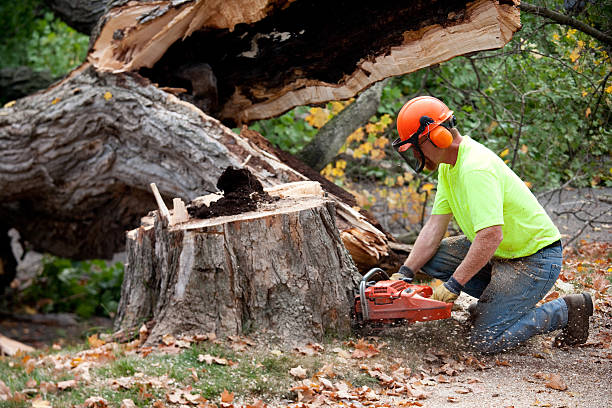 Best Root Management and Removal  in Blue Mound, TX