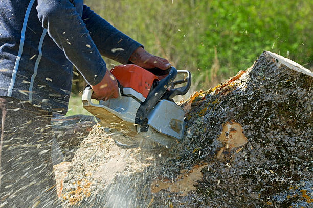 Best Palm Tree Trimming  in Blue Mound, TX